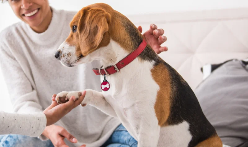 Beagle wearing a red collar and ID tag, offering a paw to a child